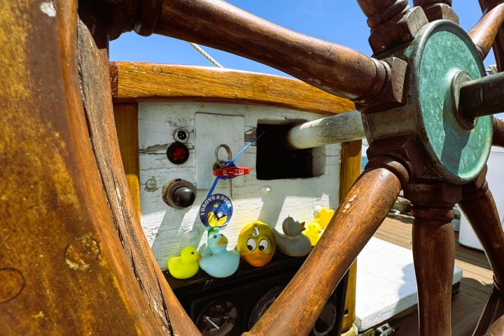 a close up of a horse